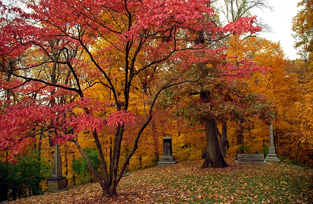 Cozy Grove
